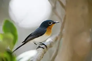 Ruficollis: Broad-billed Flycatcher