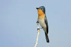 Ruficollis: Broad-billed Flycatcher