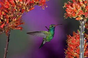 Chinned: Broad-billed Humingbird, Cynanthus latirostris
