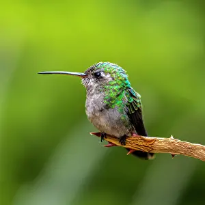 Perch: A broad-billed humming bird perched