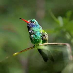 Perch: A broad-billed humming bird perched