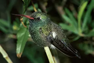 Latirostris: Broad-Billed Hummingbird