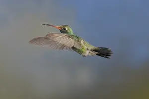 Stop: Broad-Billed Hummingbird