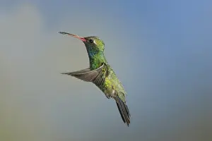 Latirostris: Broad-Billed Hummingbird