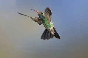 Stop: Broad-Billed Hummingbird
