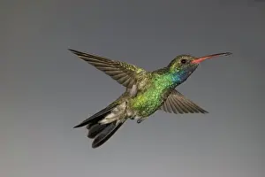 Stop: Broad-Billed Hummingbird