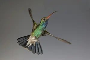 Stop: Broad-Billed Hummingbird