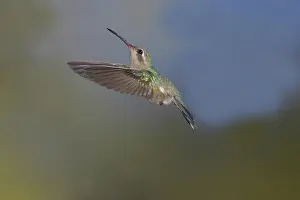 Latirostris: Broad-Billed Hummingbird