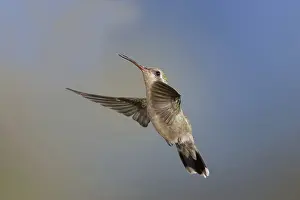 Stop: Broad-Billed Hummingbird
