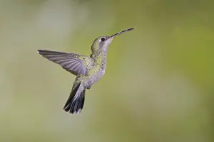 Latirostris: Broad-Billed Hummingbird