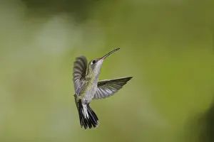 Stop: Broad-Billed Hummingbird