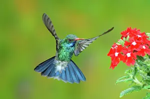 Latirostris: Broad-billed Hummingbird