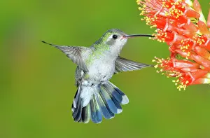 Latirostris: Broad-billed Hummingbird