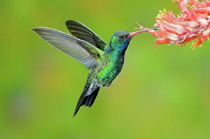 Latirostris: Broad-billed Hummingbird