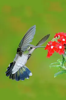 Latirostris: Broad-billed Hummingbird
