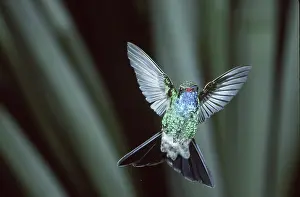 Stop: Broad-billed Hummingbird