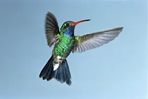 Hummer: Broad-billed Hummingbird