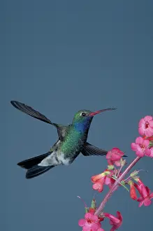 Hovers: Broad-billed Hummingbird