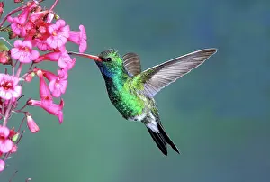 Latirostris: Broad-billed Hummingbird