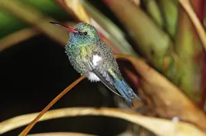 Latirostris: Broad-billed Hummingbird