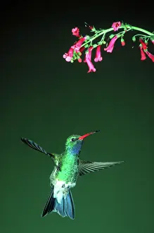 Madera: Broad-billed hummingbird
