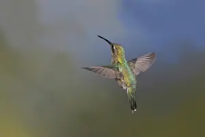 Stop: Broad-Billed Hummingbird