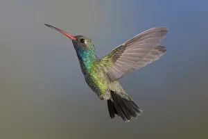 Stop: Broad-Billed Hummingbird