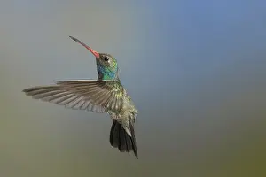 Stop: Broad-Billed Hummingbird
