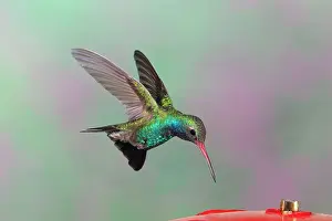 Latirostris: Broad-billed Hummingbird. Adult male