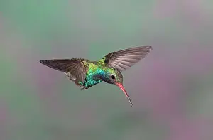 Latirostris: Broad-billed Hummingbird - adult male in flight