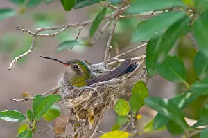 Broadbill: Broad-billed Hummingbird (Cynanthus latirostris)