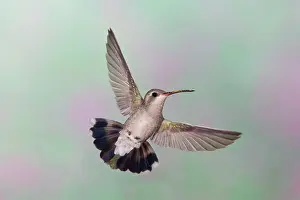 Latirostris: Broad-billed Hummingbird. Female
