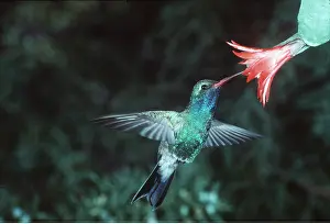 Bonnie Weisser: Broad-billed Hummingbird - in fight at flower