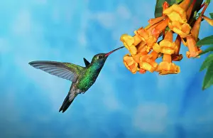 Cynanthus: Broad-billed HUMMINGBIRD - male feeding