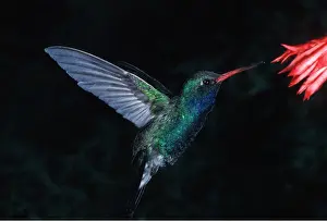 Bonnie Weisser: Broad-Billed HUMMINGBIRD - male, feeding at flower