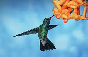 Cynanthus: Broad-billed HUMMINGBIRD - male in flight, feeding