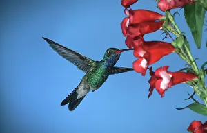 Cynanthus: Broad-billed HUMMINGBIRD - male in flight, feeding