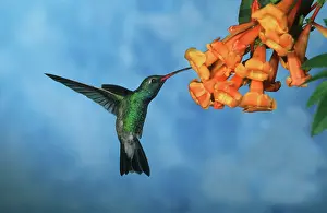 Cynanthus: Broad-billed HUMMINGBIRD - male in flight, feeding