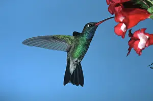 Cynanthus: Broad-billed HUMMINGBIRD - male in flight, feeding