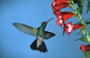Cynanthus: Broad-billed HUMMINGBIRD - male in flight, feeding