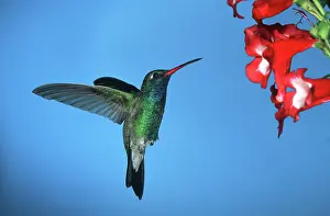 Cynanthus: Broad-billed HUMMINGBIRD - male in flight, feeding