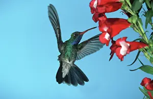 Latirostris: Broad-billed HUMMINGBIRD - male in flight, feeding