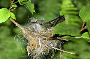 Latirostris: Broad-billed Hummingbird in Nest