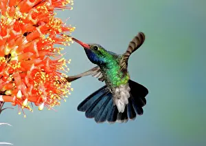 Pollinating: Broad-billed Hummingbird at Ocotillo flower