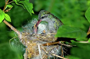 Latirostris: Broad-billed Hummingbird and Young