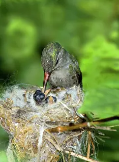 Latirostris: Broad-billed Hummingbird and Young