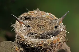 Latirostris: Broad-billed Hummingbirds