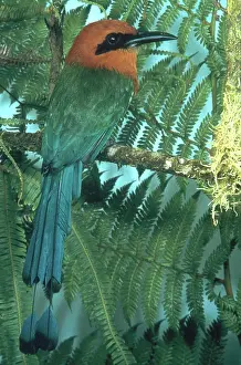 Electron: Broad-billed Motmot