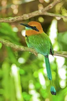 Electron: Broad-billed Motmot