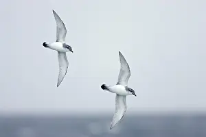 Pachyptila: Broad Billed Prion - in flight over sea